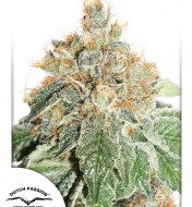 Auto Colorado Cookies