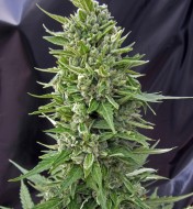 Auto Northern Lights