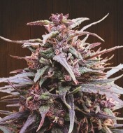 Purple Haze x Malawi