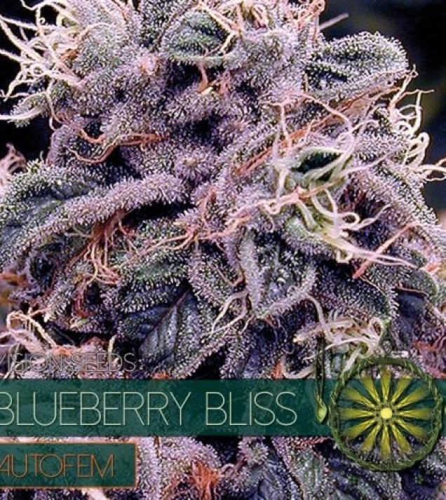 Blueberry Bliss Auto