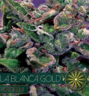 La Blanca Gold Auto
