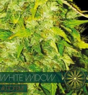 White Widow Auto