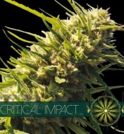 Critical Impact