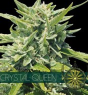 Crystal Queen