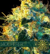 Jack Herer