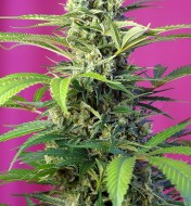 Chem Beyond Diesel CBD