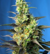 NYC Diesel CBD (Ice Cool CBD)