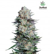 Mexican Airlines Auto