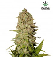 Pineapple Express Auto