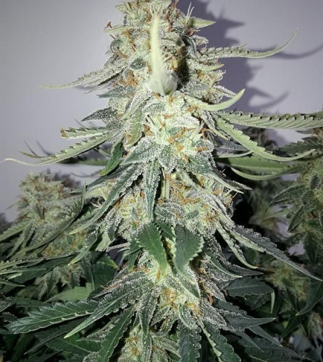 Auto NL47 Haze