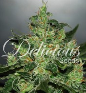 Critical Jack Herer Auto