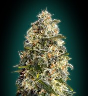 Heavy Bud