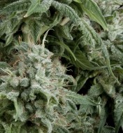 Auto Northern Lights CBD