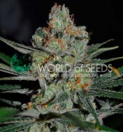 Afghan Kush Early Harvest