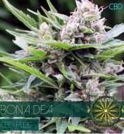 Bone Dea CBD+