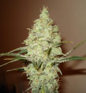 White Russian