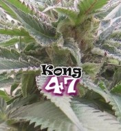 Kong 47