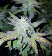 Auto Pineapple Express