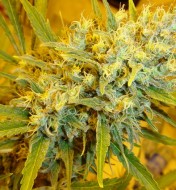 Critical Haze Regular