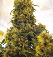 Critical Skunk Regular