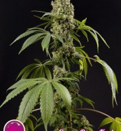 Guava Berry Kush / Guayita