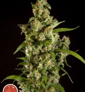 Jamaican Blueberry Bx