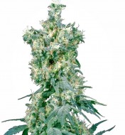 American Dream Regular