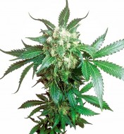 Black Domina Regular