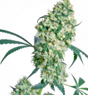 Ed Rosenthal Super Bud Regular