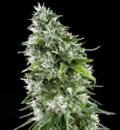 Kritikal Bilbo X Ak-47