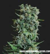 Kalashnikov Original  