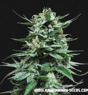 Northern Russian Auto  