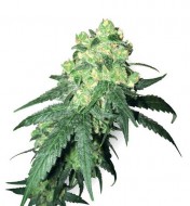 White Label Rhino Regular