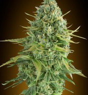 Auto Do-Si-Dos Cookies