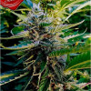 Nuttea Haze