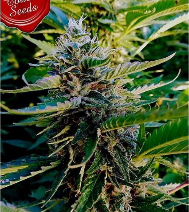 Nuttea Haze