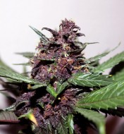 Swiss Dream Rose CBD Auto