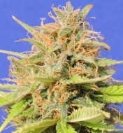 Girl Scout Cookies Auto