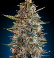 Automatic Collection 2