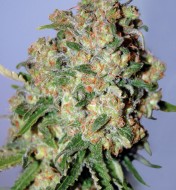 Feminized Collection 2