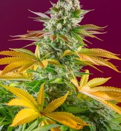 Gorilla Girl F1 Fast Version