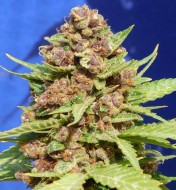 Purple Punch Cookies