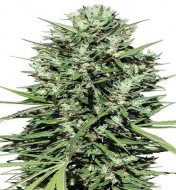 Morocco Beldia Kif Regular