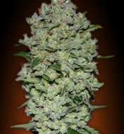 Automatic Collection 1