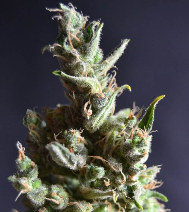 Amnesia