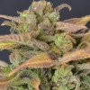 Auto Critical
