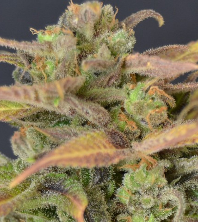 Auto Critical