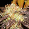 Auto Diesel