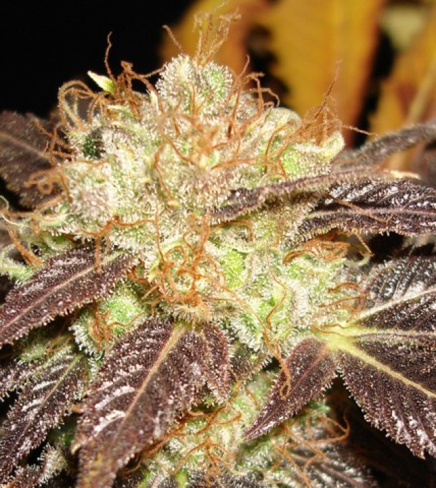Auto Diesel