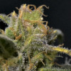 Auto Northern